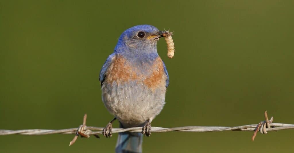 What do bluebirds eat