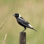 Bobolink
