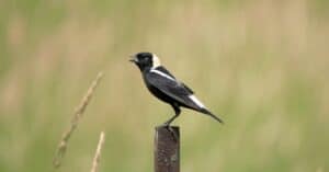 Bobolink on post, blurred background