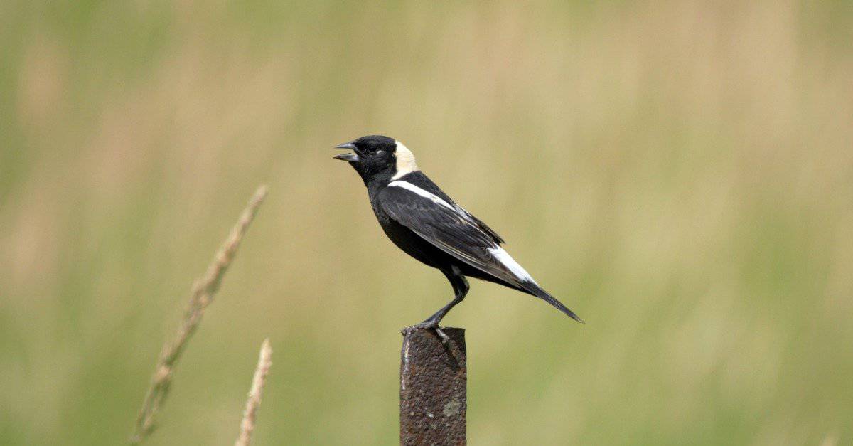 bobolink habitat