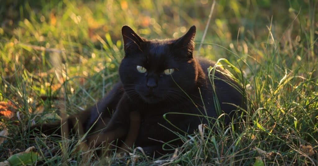 Bombay laying outside