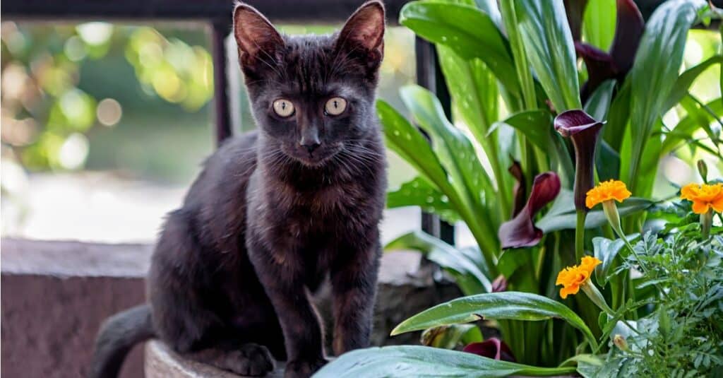 Bombay sitting beside a plant