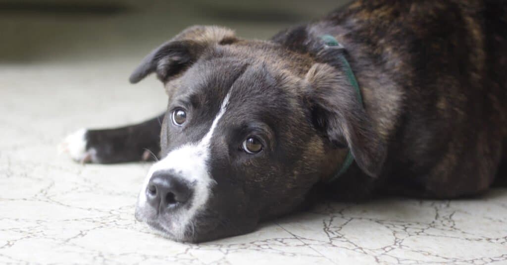 Boxador laying down inside on floor