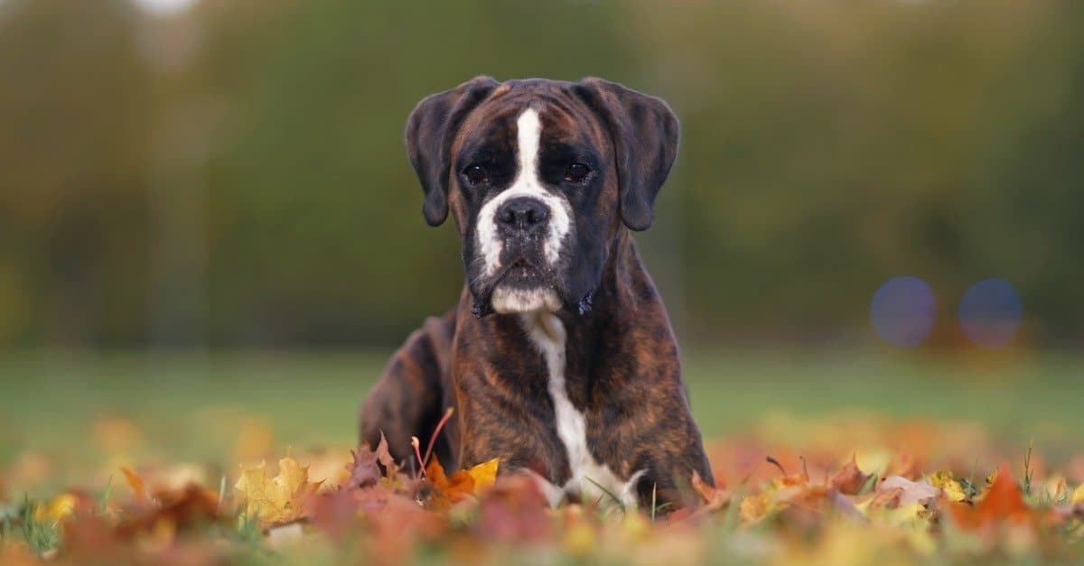 are boxers good protection dogs
