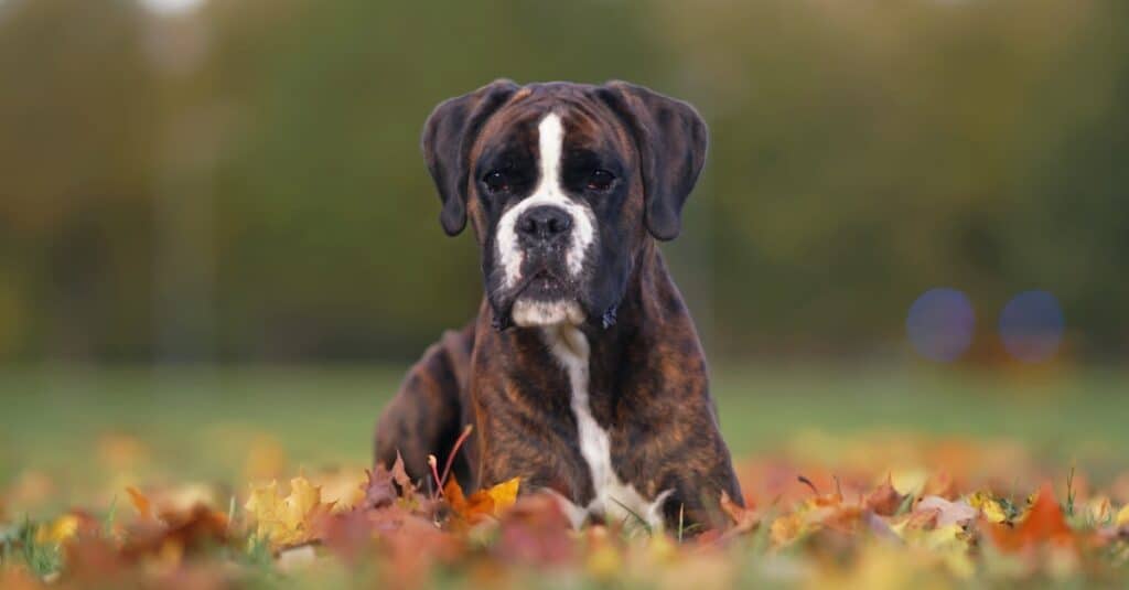 Boxer laying nicely in pile of leaves