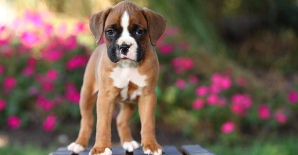 Boxer puppy standing on a table outside