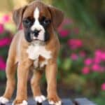 Boxers are loyal, intelligent dogs. 