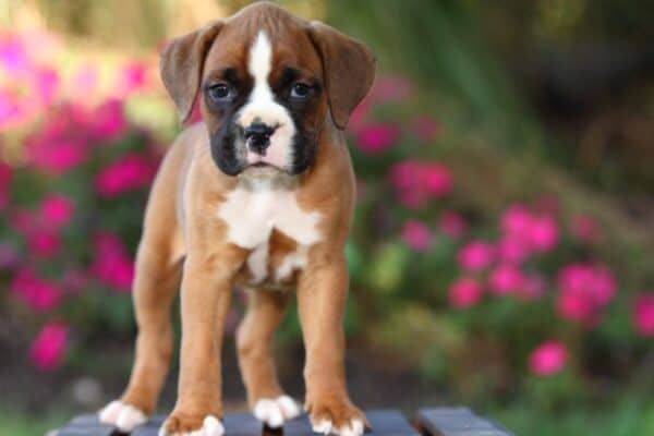 Boxers are loyal, intelligent dogs. 