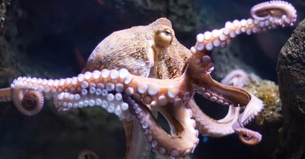 What Do Octopus Eat? - A-Z Animals