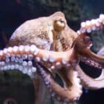 Brains Does an Octopus Have