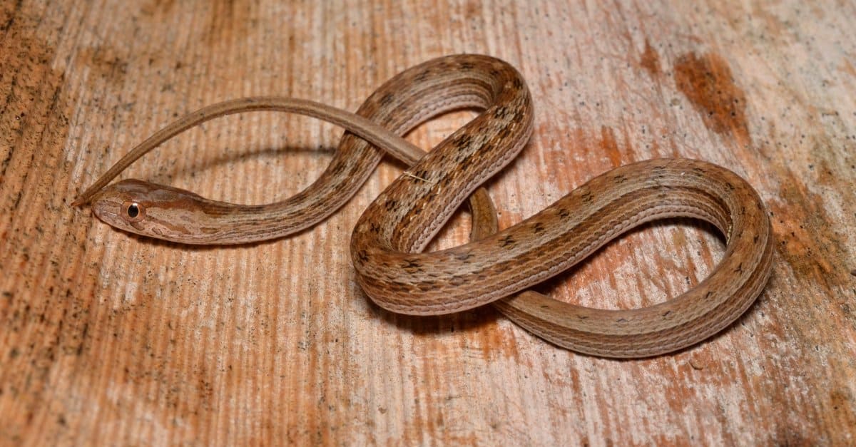 Why Do Snakes Eat Themselves? IMP WORLD