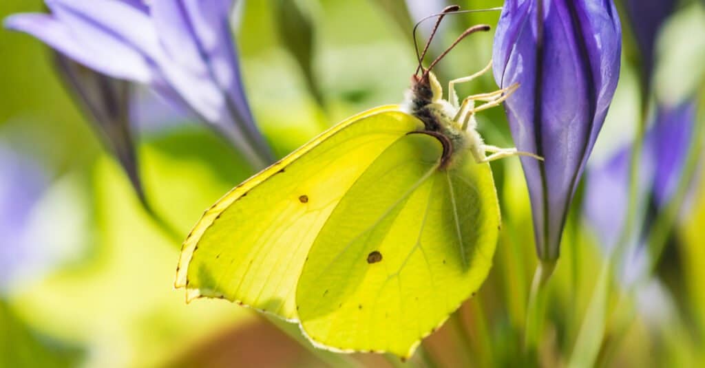 poisonous butterflies