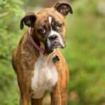 Brindle is one of the original colors of boxers. 