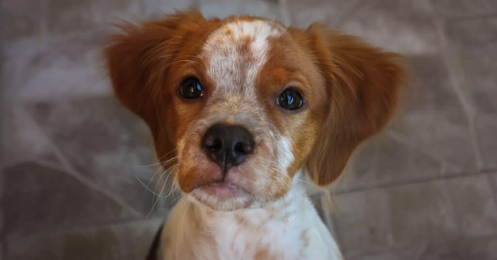 Brittany Spaniel puppy