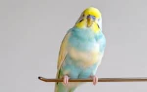 Different Types of Pet Talking Birds Picture