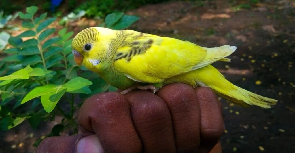 Budgerigar looking for food