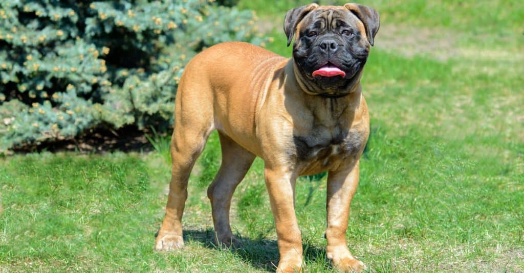 Bullmastiff standing in front of bushes