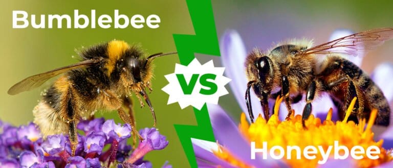 Bumblebee vs Honeybee 1050x450