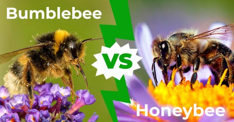 Bumblebee vs Honeybee 1200x627