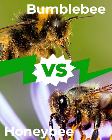 Bumblebee vs Honeybee 360x450