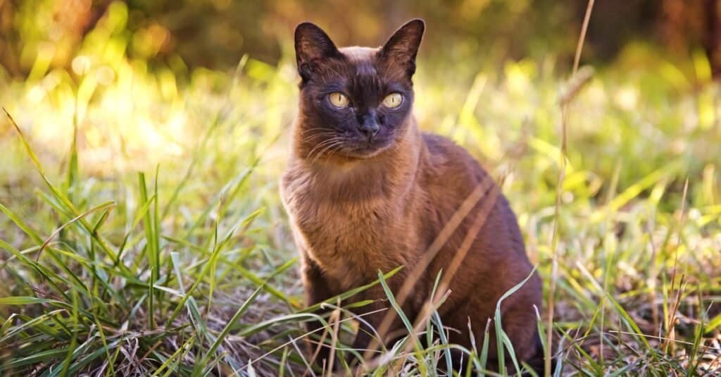 Brown Cat Breeds