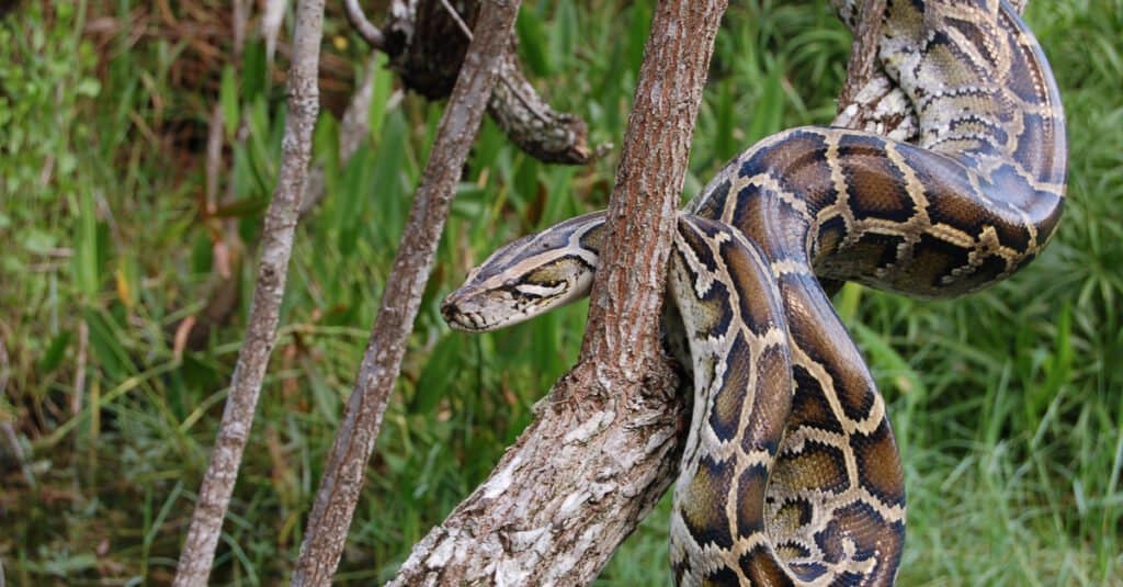 Burmese Python in a Tree