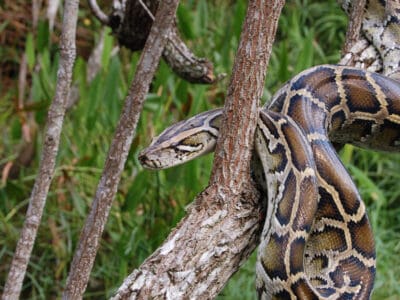 A Real-Life Tarzan Grabs a Python’s Head While It Tried To Dead Wrap Him