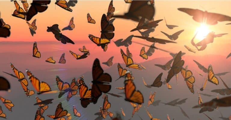 Butterfly migration during sunset