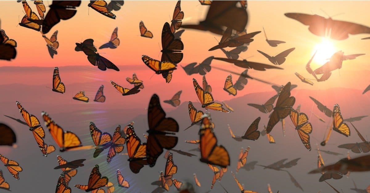 Butterflies: The ultimate icon of our fragility
