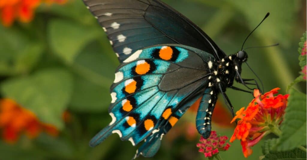 Butterfly Close-Up