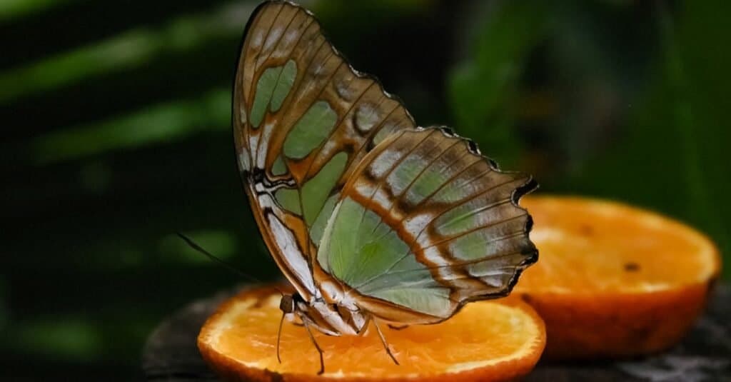 Raising Butterflies Indoors