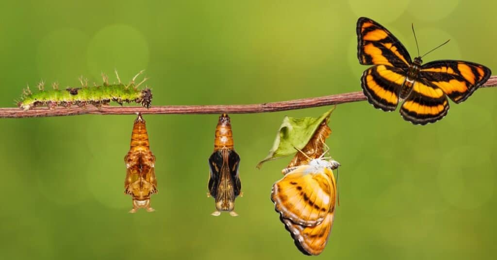 Raising Butterflies