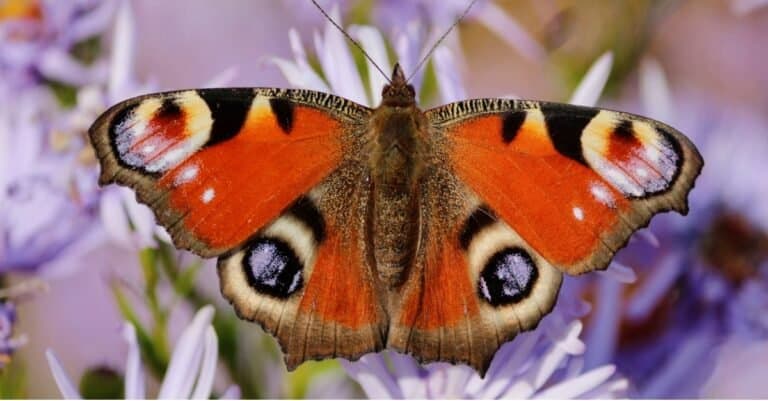 How Many Eyes Do Butterflies Have