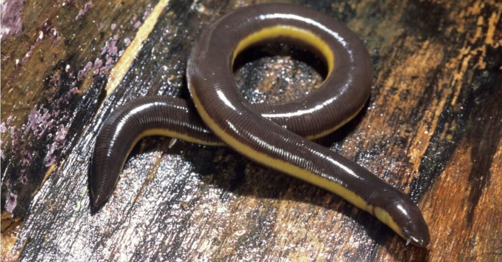 Caecilian on piece of wood