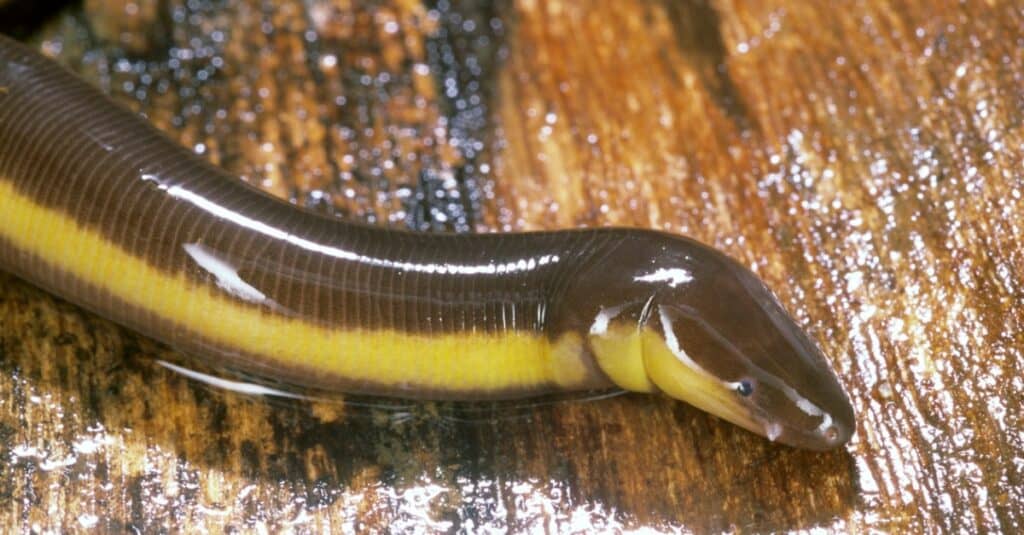 close up of a Caecilian