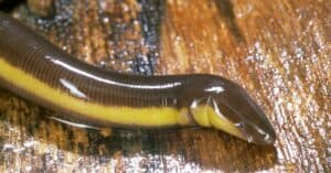 Caecilian - A-Z Animals