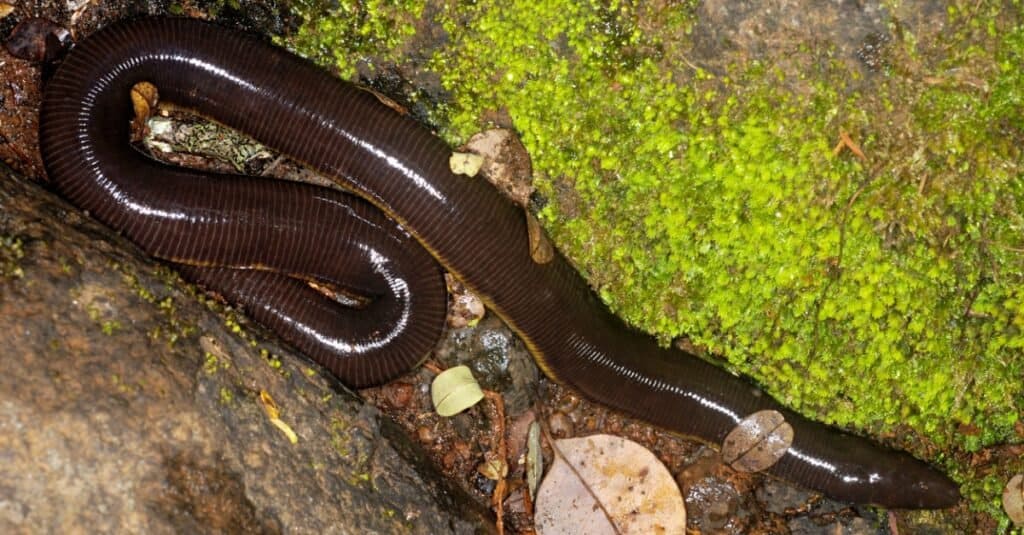Caecilian on moss covered rock