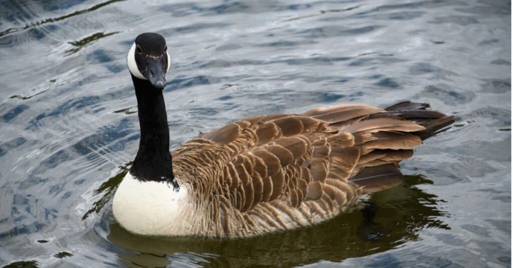 goose with teeth