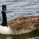 A Canada Goose swimming on a lake.