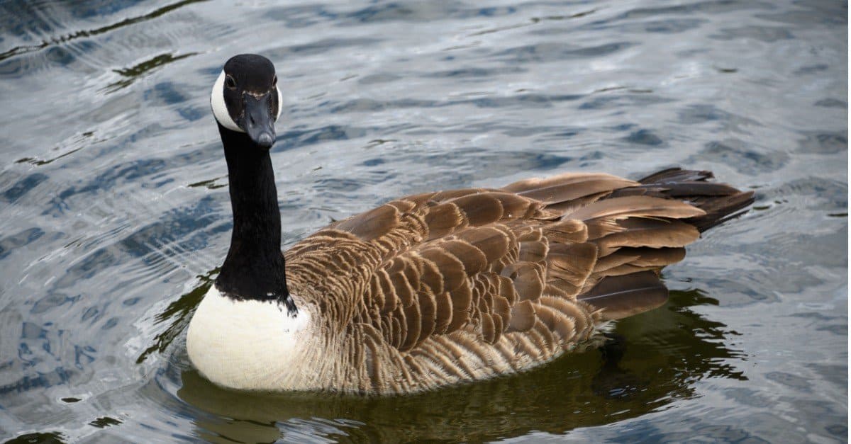 10 Fun Facts About the Canada Goose