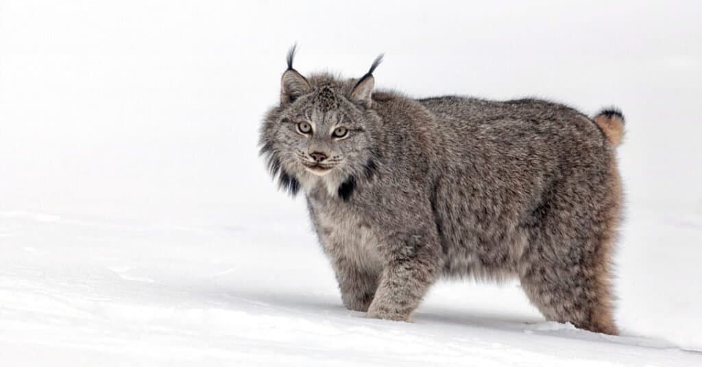 Canada lynx in deep snow