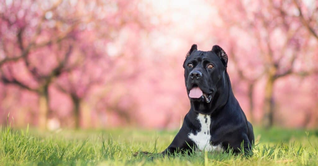 Cane Corso laying in grass with pink blooms behind