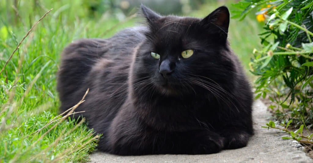 Chantilly-Tiffany laying outside on concrete path