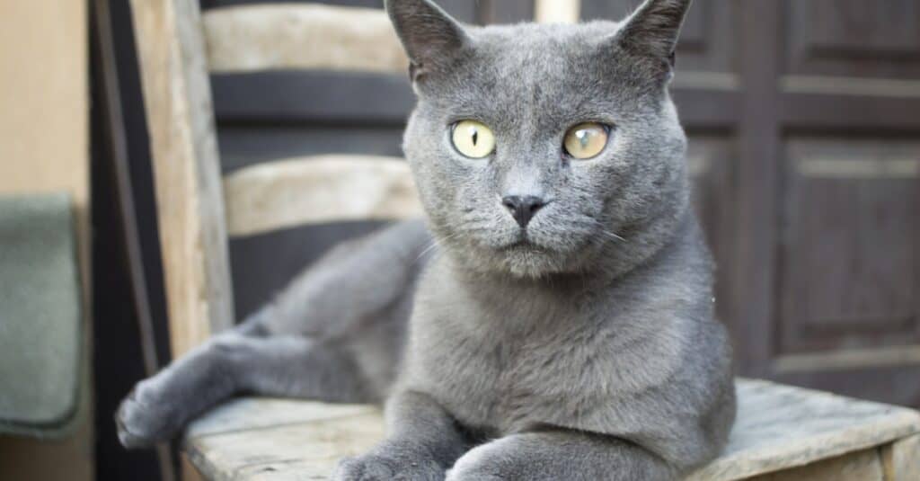 Chartreux laying in a chair