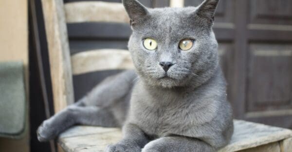 Chartreux Cat vs. British Shorthair: Key Differences Between Them - A-Z ...