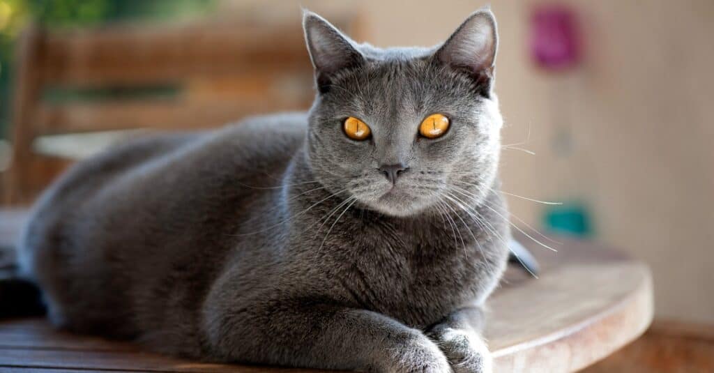 Chartreux cat for store sale