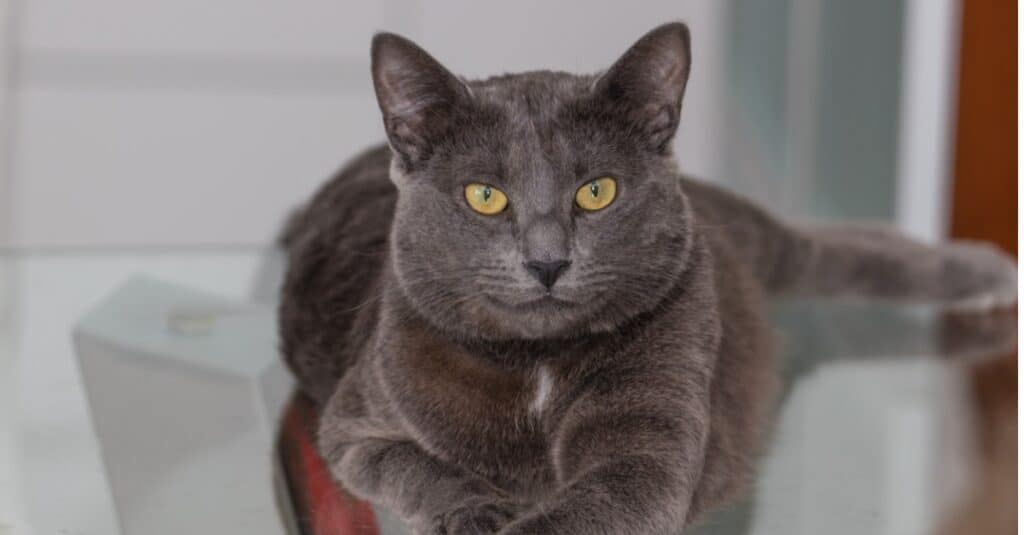 Chartreux laying on glass table