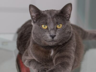 Chartreux Picture