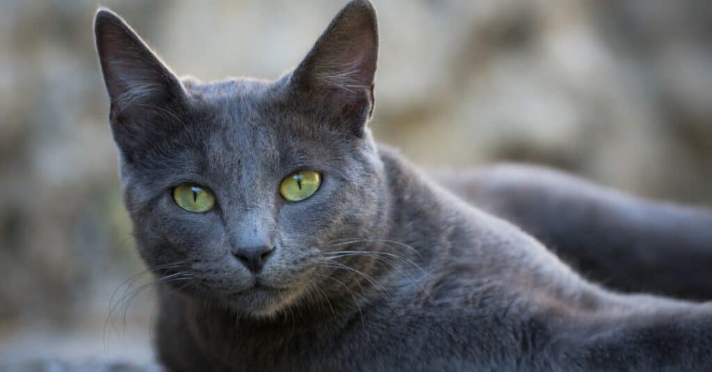 dark grey cat with green eyes