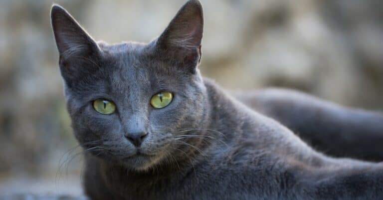 close up of a grey Chartreux